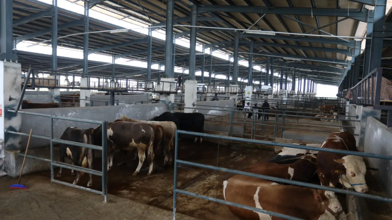 Bursa İnegöl'de hayvan pazarları 'belirsiz süre' kapatıldı