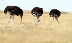 İŞ İŞTEN GEÇMEDEN