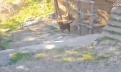 Antalya'da başıboş köpeklerin saldırdığı çocuk yaralandı