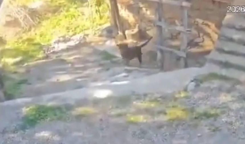 Antalya'da başıboş köpeklerin saldırdığı çocuk yaralandı