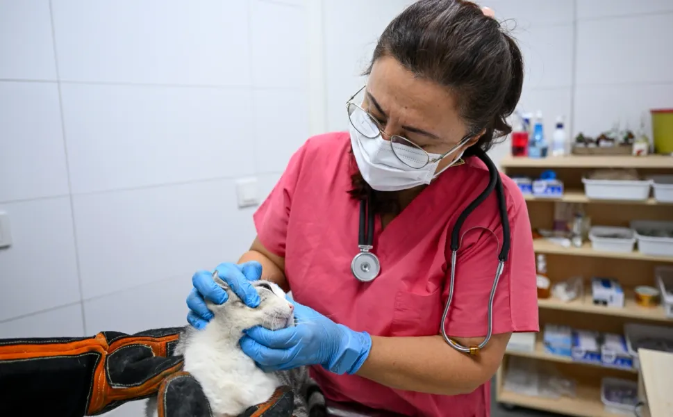 İzmir Bornova’da patili dostlara yeni yuva